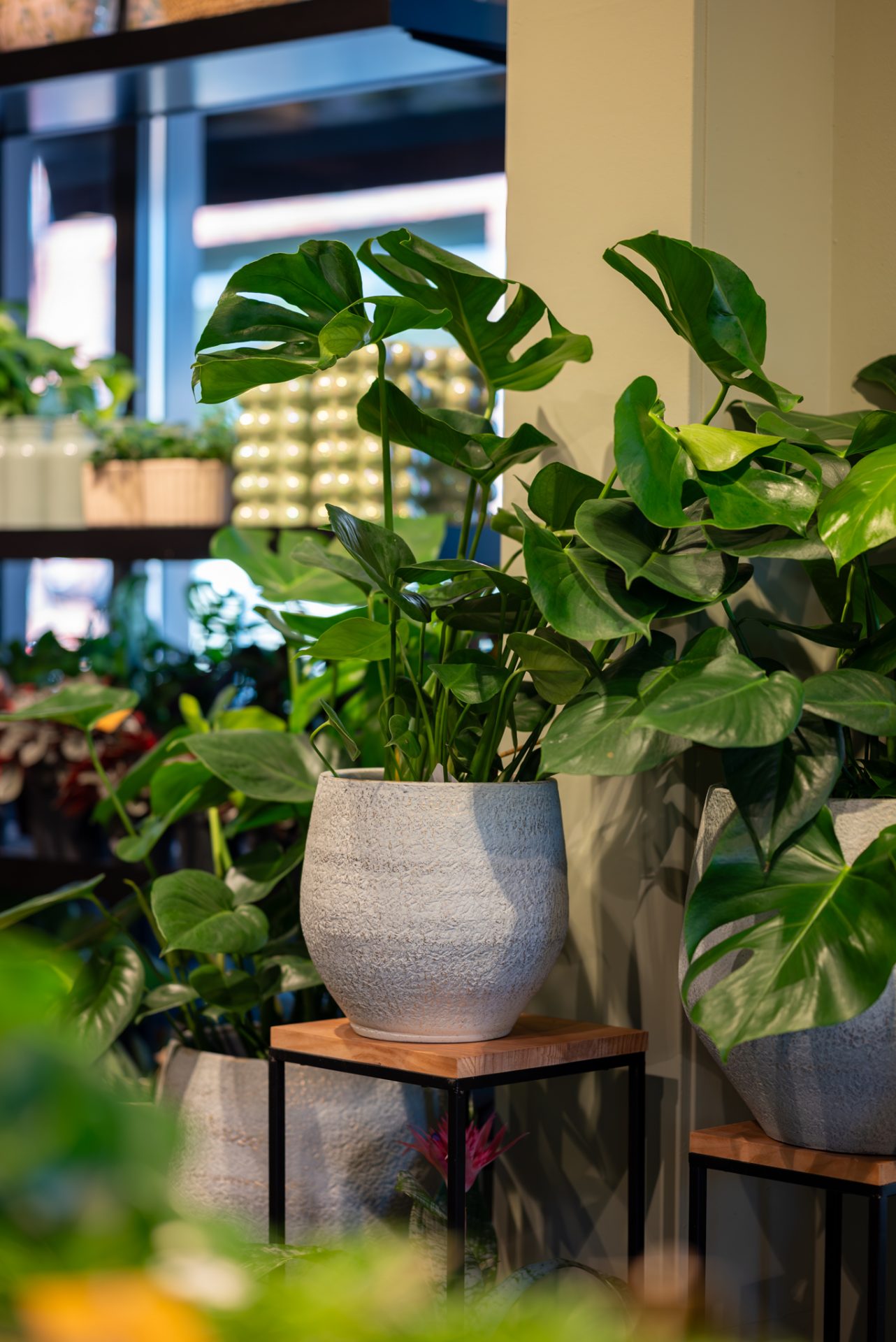 Van Beest Bloemen en Planten | Vathorst (NL) - 